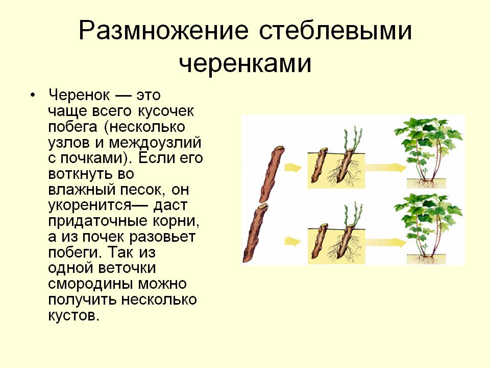 Вегетативное предложение. Вегетативное размножение растений стеблевыми черенками. Способы вегетативного размножения растений стеблевыми черенками. Вегетативное размножение прививкой отводками. Размножение стеблевыми черенками характеристика.