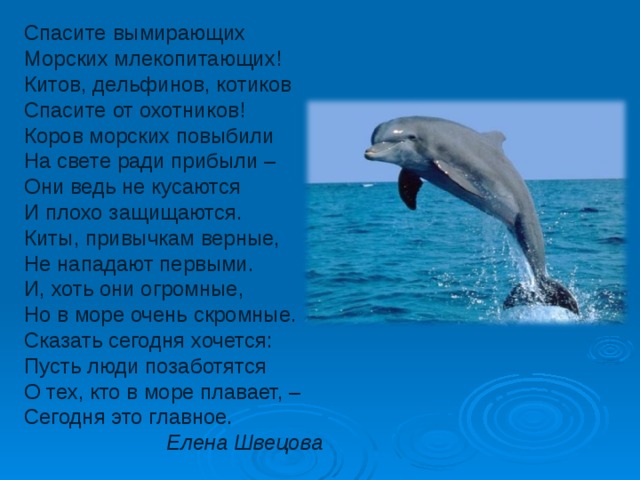 Спасите вымирающих  Морских млекопитающих!  Китов, дельфинов, котиков  Спасите от охотников!  Коров морских повыбили  На свете ради прибыли –  Они ведь не кусаются  И плохо защищаются.  Киты, привычкам верные,  Не нападают первыми.  И, хоть они огромные,  Но в море очень скромные.  Сказать сегодня хочется:  Пусть люди позаботятся  О тех, кто в море плавает, –  Сегодня это главное.  Елена Швецова 