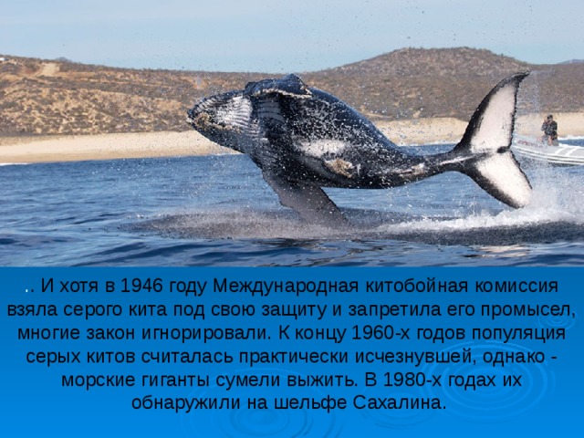 . . И хотя в 1946 году Международная китобойная комиссия взяла серого кита под свою защиту и запретила его промысел, многие закон игнорировали. К концу 1960-х годов популяция серых китов считалась практически исчезнувшей, однако - морские гиганты сумели выжить. В 1980-х годах их обнаружили на шельфе Сахалина. 