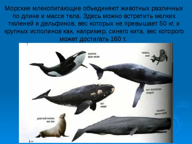 Морские млекопитающие объединяют животных различных по длине и массе тела. Здесь можно встретить мелких тюленей и дельфинов, вес которых не превышает 50 кг, и крупных исполинов как, например, синего кита, вес которого может достигать 160 т.  