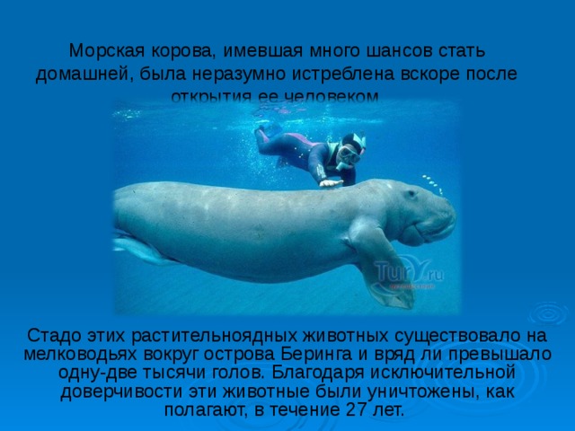 Морская корова, имевшая много шансов стать домашней, была неразумно истреблена вскоре после открытия ее человеком .    Стадо этих растительноядных животных существовало на мелководьях вокруг острова Беринга и вряд ли превышало одну-две тысячи голов. Благодаря исключительной доверчивости эти животные были уничтожены, как полагают, в течение 27 лет. 
