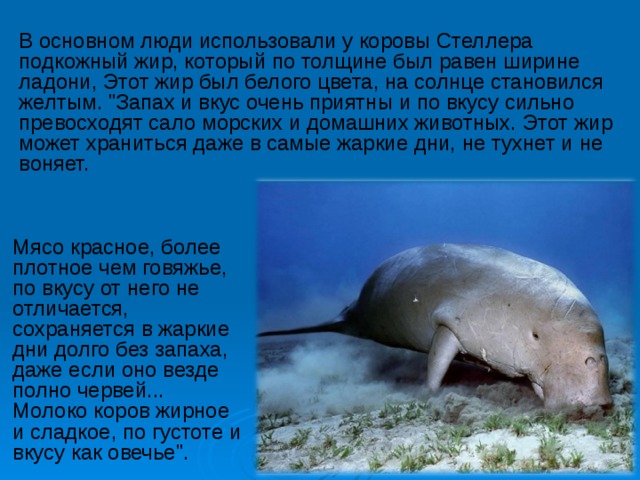 В основном люди использовали у коровы Стеллера подкожный жир, который по толщине был равен ширине ладони, Этот жир был белого цвета, на солнце становился желтым. 
