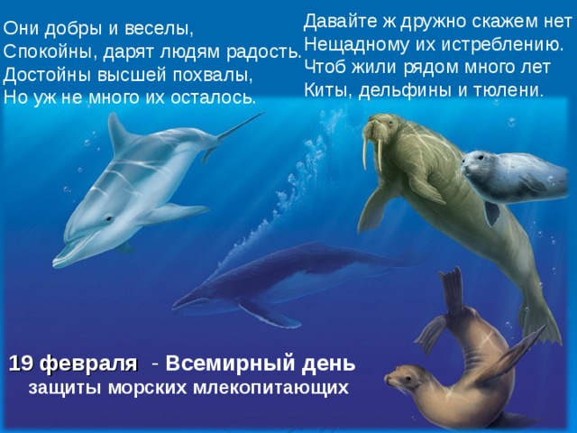 Давайте ж дружно скажем нет   Нещадному их истреблению.   Чтоб жили рядом много лет   Киты, дельфины и тюлени . Они добры и веселы,   Спокойны, дарят людям радость.   Достойны высшей похвалы,   Но уж не много их осталось.    19 февраля - Всемирный день   защиты морских млекопитающих   