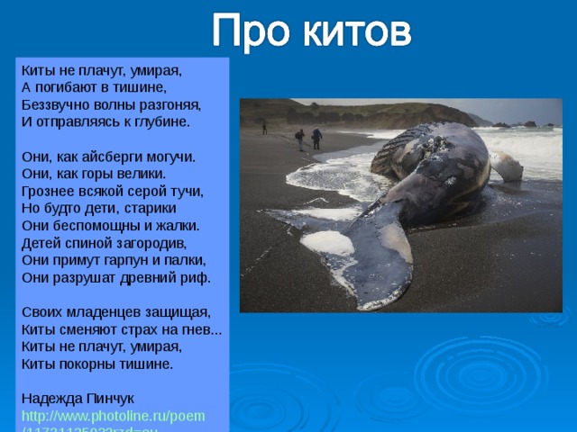 Киты не плачут, умирая,  А погибают в тишине,  Беззвучно волны разгоняя,  И отправляясь к глубине.   Они, как айсберги могучи.  Они, как горы велики.  Грознее всякой серой тучи,  Но будто дети, старики  Они беспомощны и жалки.  Детей спиной загородив,  Они примут гарпун и палки,  Они разрушат древний риф.   Своих младенцев защищая,  Киты сменяют страх на гнев...  Киты не плачут, умирая,  Киты покорны тишине. Надежда Пинчук http://www.photoline.ru/poem/1173112503?rzd=au 