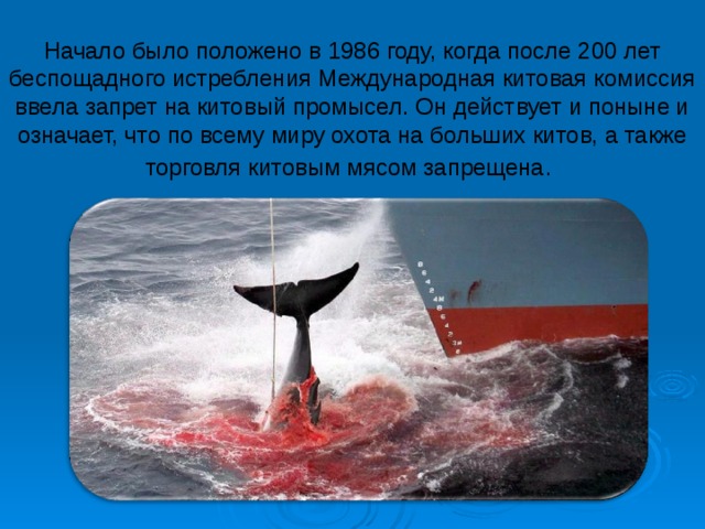Начало было положено в 1986 году, когда после 200 лет беспощадного истребления Международная китовая комиссия ввела запрет на китовый промысел. Он действует и поныне и означает, что по всему миру охота на больших китов, а также торговля китовым мясом запрещена .   
