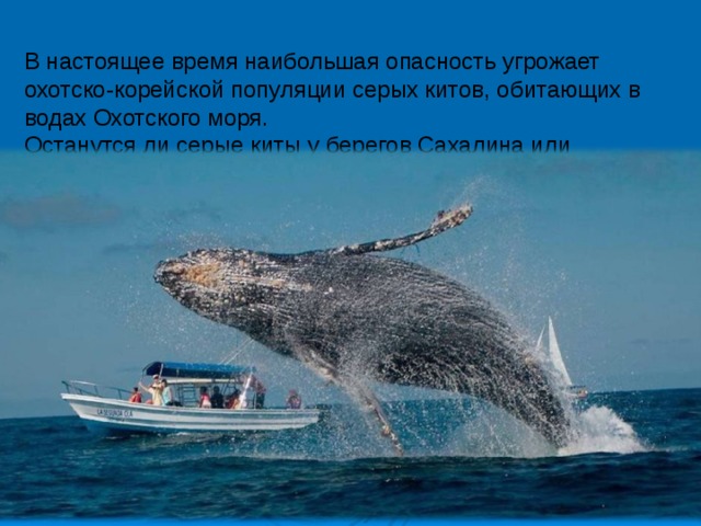 В настоящее время наибольшая опасность угрожает охотско-корейской популяции серых китов, обитающих в водах Охотского моря.  Останутся ли серые киты у берегов Сахалина или исчезнут вовсе? 