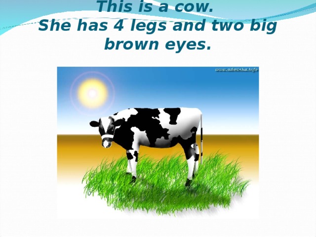         This is a cow.  She has 4 legs and two big brown eyes.   