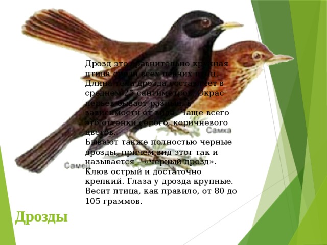 Дрозд это сравнительно крупная птица среди всех певчих птиц. Длина тела дрозда составляет в среднем 25 сантиметров. Окрас перьев бывает разный, в зависимости от вида. Чаще всего это оттенки серого, коричневого цветов. Бывают также полностью черные дрозды, причем вид этот так и называется – «черный дрозд». Клюв острый и достаточно крепкий. Глаза у дрозда крупные. Весит птица, как правило, от 80 до 105 граммов. Дрозды   