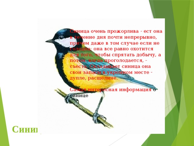 Синица очень прожорлива - ест она в течение дня почти непрерывно, причем даже в том случае если не голодна: она все равно охотится для того, чтобы спрятать добычу, а потом, когда проголодается, - съесть. Складывает синица она свои запасы в укромном месте - дупле, расщелине. Самая интересная информация о синице Синицы 