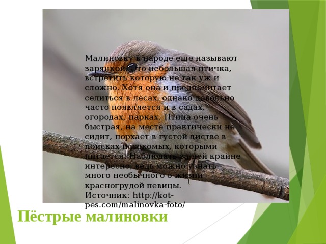 Малиновку в народе еще называют зарянкой. Это небольшая птичка, встретить которую не так уж и сложно. Хотя она и предпочитает селиться в лесах, однако довольно часто появляется и в садах, огородах, парках. Птица очень быстрая, на месте практически не сидит, порхает в густой листве в поисках насекомых, которыми питается. Наблюдать за ней крайне интересно, ведь можно узнать много необычного о жизни красногрудой певицы. Источник: http://kot-pes.com/malinovka-foto/ Пёстрые малиновки 