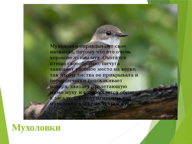 Мухоловки оправдывают свое название, потому что это очень хорошие ловцы мух. Охотятся птицы своеобразно: пичуга занимает удобное место на ветке, так чтобы листва ее прикрывала и периодически подскакивает наверх, хватает пролетающую мимо муху и возвращается обратно в засаду. Следует отметить, что мухоловки ловят не только мух. Мухоловки 