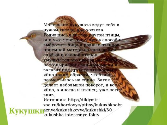 Маленькие кукушата ведут себя в чужом гнезде, как хозяева. Родившись в гнезде другой птицы, они уже через пару часов способны выбросить яйца и родных птенцов приемной матери из гнезда. Как слабый и слепой птенец умудряется это проделывать? Он растопыривает свои крылышки и залазит под другого птенца или яйцо таким образом, чтоб оно разместилось на спине. Затем делает небольшой поворот, и вот яйцо, а иногда и птенец, уже летит вниз. Источник: http://dikiymir-zoo.ru/khordovye/ptitsy/kukushkoobraznye/kukushkovye/kukushki/30-kukushka-interesnye-fakty Кукушки 