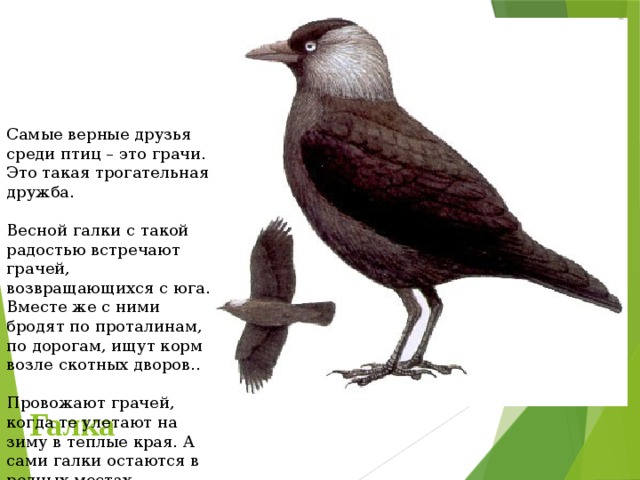 Самые верные друзья среди птиц – это грачи. Это такая трогательная дружба. Весной галки с такой радостью встречают грачей, возвращающихся с юга. Вместе же с ними бродят по проталинам, по дорогам, ищут корм возле скотных дворов.. Провожают грачей, когда те улетают на зиму в теплые края. А сами галки остаются в родных местах. Галка 