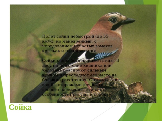 Полет сойки небыстрый (до 35 км/ч), но маневренный, с чередованием нечастых взмахов крыльев и планирования. Сойки очень беспокойные птицы. В лесу на появление хищника или человека реагируют сильным криком и преследуют его часто на большие расстояния. Они являются как бы сторожами для всего лесного населения. Эта же особенность присуща и сорокам Сойка 