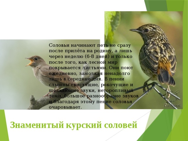 Соловьи начинают петь не сразу после прилёта на родину, а лишь через неделю (6-8 дней) и только после того, как лесной мир покрывается листьями. Они поют ежедневно, замолкая ненадолго лишь в середине дня. В пении слышны свистящие, рокочущие и щёлкающие звуки, неторопливый темп, большое разнообразие звуков и благодаря этому пение соловья очаровывает. Знаменитый курский соловей 