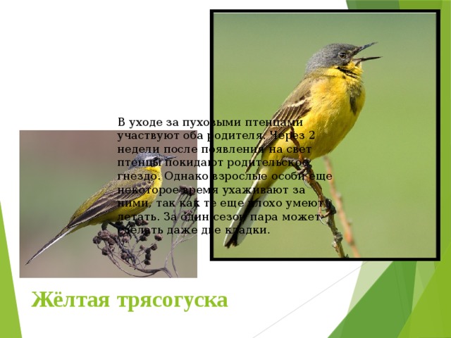 В уходе за пуховыми птенцами участвуют оба родителя. Через 2 недели после появления на свет птенцы покидают родительское гнездо. Однако взрослые особи еще некоторое время ухаживают за ними, так как те еще плохо умеют летать. За один сезон пара может сделать даже две кладки. Жёлтая трясогуска 