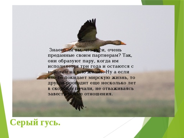  Знаете ли вы, что гуси, очень преданные своим партнерам? Так, они образуют пару, когда им исполняется три года и остаются с ней/ним на всю жизнь. Ну а если кто-то покидает мирскую жизнь, то другой проводит еще несколько лет в скорби и печали, не отваживаясь завести новые отношения. Серый гусь. 