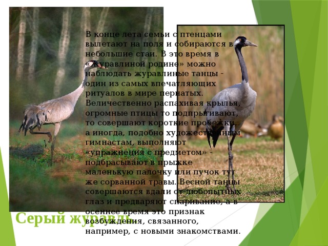 В конце лета семьи с птенцами вылетают на поля и собираются в небольшие стаи. В это время в «Журавлиной родине» можно наблюдать журавлиные танцы - один из самых впечатляющих ритуалов в мире пернатых. Величественно распахивая крылья, огромные птицы то подпрыгивают, то совершают короткие пробежки, а иногда, подобно художественным гимнастам, выполняют «упражнения с предметом» - подбрасывают в прыжке маленькую палочку или пучок тут же сорванной травы. Весной танцы совершаются вдали от любопытных глаз и предваряют спаривание, а в осеннее время это признак возбуждения, связанного, например, с новыми знакомствами. Серый журавль. 