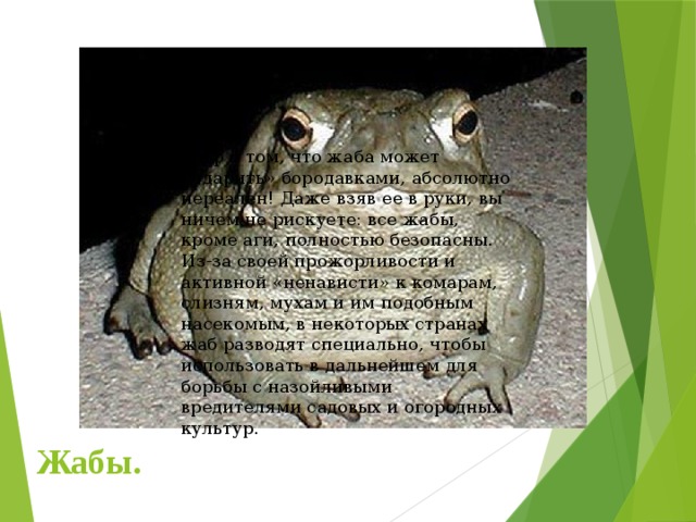 Миф о том, что жаба может «одарить» бородавками, абсолютно нереален! Даже взяв ее в руки, вы ничем не рискуете: все жабы, кроме аги, полностью безопасны. Из-за своей прожорливости и активной «ненависти» к комарам, слизням, мухам и им подобным насекомым, в некоторых странах жаб разводят специально, чтобы использовать в дальнейшем для борьбы с назойливыми вредителями садовых и огородных культур. Жабы. 