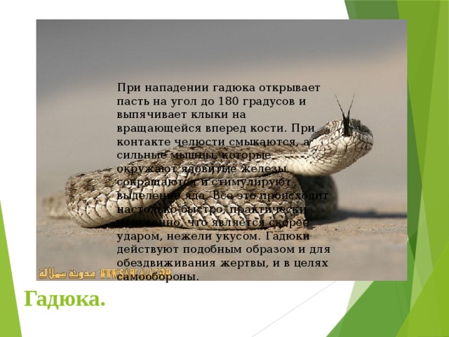 При нападении гадюка открывает пасть на угол до 180 градусов и выпячивает клыки на вращающейся вперед кости. При контакте челюсти смыкаются, а сильные мышцы, которые окружают ядовитые железы, сокращаются и стимулируют выделение яда. Все это происходит настолько быстро, практически мгновенно, что является скорее ударом, нежели укусом. Гадюки действуют подобным образом и для обездвиживания жертвы, и в целях самообороны. Гадюка.  