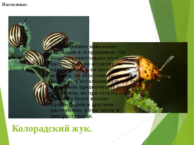 Насекомые. это настоящее наказание садоводов и огородников. Он нещадно уничтожает посадки пасленовых, не оставляя ни единого шанса ни молодым всходам, ни взрослым растениям. Более всех остальных культур это насекомое предпочитает именно картофель, но при отсутствии такового будет вполне удовлетворен и другими растениями, в том числе и дикорастущими. Колорадский жук. 