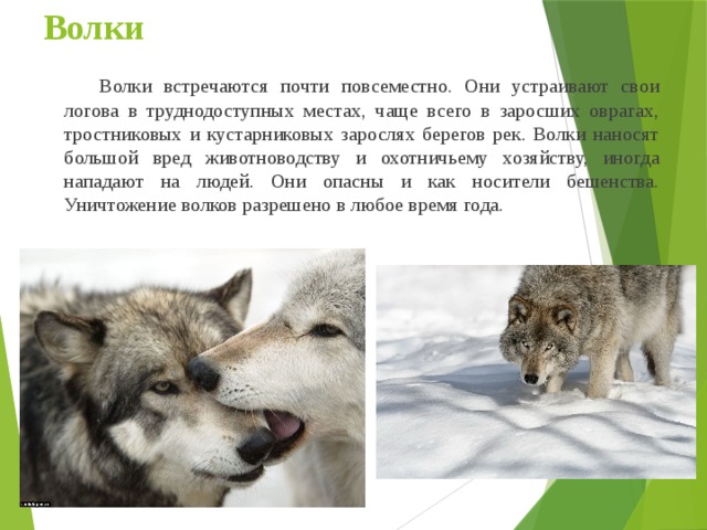 Волки   Волки встречаются почти повсеместно. Они устраивают свои логова в труднодоступных местах, чаще всего в заросших оврагах, тростниковых и кустарниковых зарослях берегов рек. Волки наносят большой вред животноводству и охотничьему хозяйству, иногда нападают на людей. Они опасны и как носители бешенства. Уничтожение волков разрешено в любое время года. 