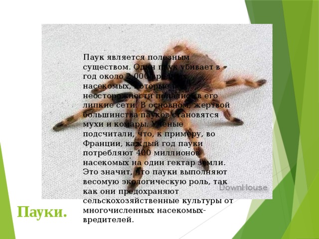 Паук является полезным существом. Один паук убивает в год около 2 000 вредных насекомых, которые по неосторожности попались в его липкие сети. В основном, жертвой большинства пауков становятся мухи и комары. Ученые подсчитали, что, к примеру, во Франции, каждый год пауки потребляют 400 миллионов насекомых на один гектар земли. Это значит, что пауки выполняют весомую экологическую роль, так как они предохраняют сельскохозяйственные культуры от многочисленных насекомых-вредителей. Пауки. 