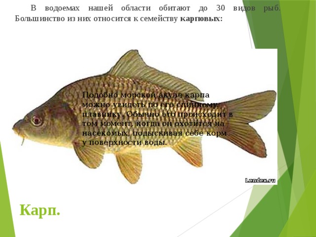   В водоемах нашей области обитают до 30 видов рыб. Большинство из них относится к семейству карповых: Подобно морской акуле карпа можно увидеть по его спинному плавнику. Обычно это происходит в том момент, когда он охотится на насекомых, подыскивая себе корм у поверхности воды. Карп. 