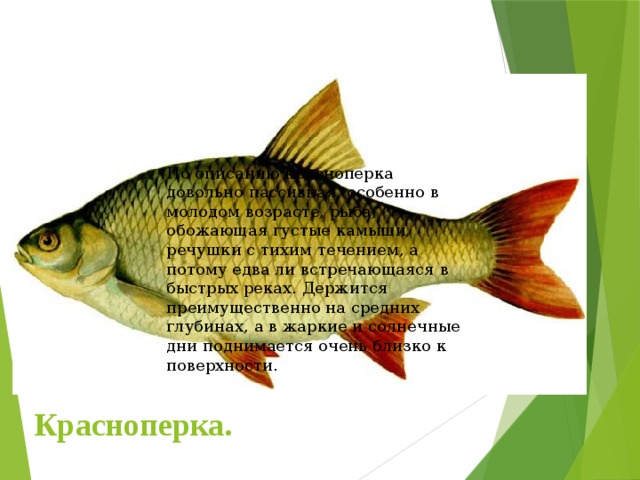 По описанию красноперка довольно пассивная, особенно в молодом возрасте, рыба, обожающая густые камыши, речушки с тихим течением, а потому едва ли встречающаяся в быстрых реках. Держится преимущественно на средних глубинах, а в жаркие и солнечные дни поднимается очень близко к поверхности. Красноперка. 