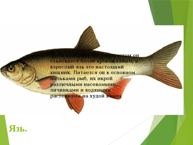  рыба всеядная. Но с возрастом он становится более кровожадным, а взрослый язь это настоящий хищник. Питается он в основном мальками рыб, их икрой различными насекомыми, личинками и водяными растениями на худой конец. Язь. 