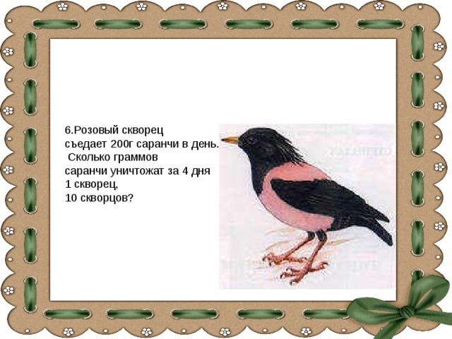 Текст розовые скворцы. Розовый скворец и Саранча. Розовый скворец сообщение. Розовый скворец красная книга. Скворец сколько граммов.