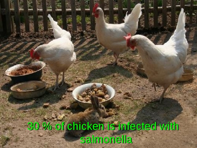  30 % of chicken is infected with  salmonella 