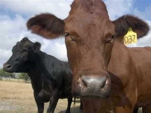          The disastrous outbreak of BSE  (mad cow disease)      
