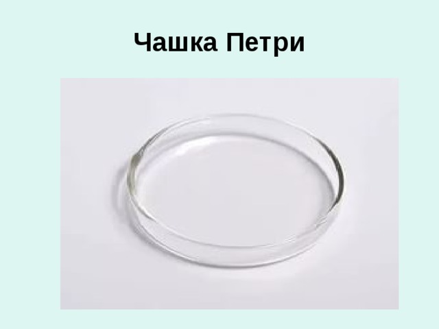 Чашка Петри 