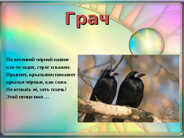 Грач По весенней чёрной пашне кто-то ходит, строг и важен. Прыгнет, крыльями помашет – крылья чёрные, как сажа. Не отмыть её, хоть плачь! Этой птице имя … 