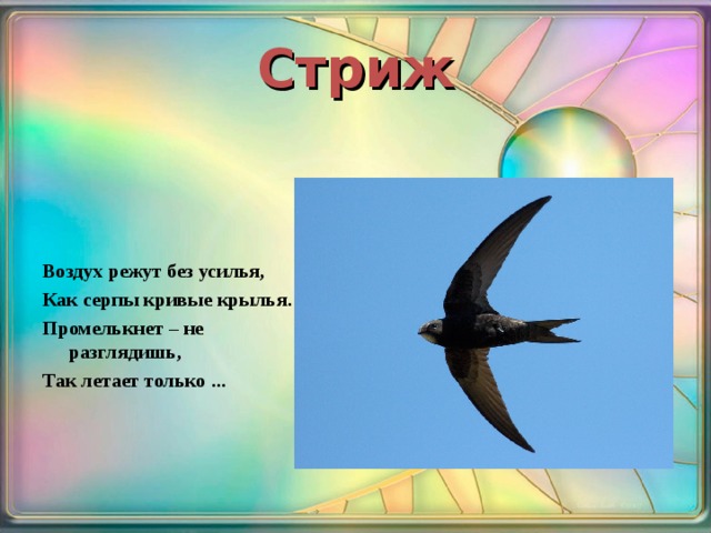 Стриж Воздух режут без усилья, Как серпы кривые крылья. Промелькнет – не разглядишь, Так летает только ... 