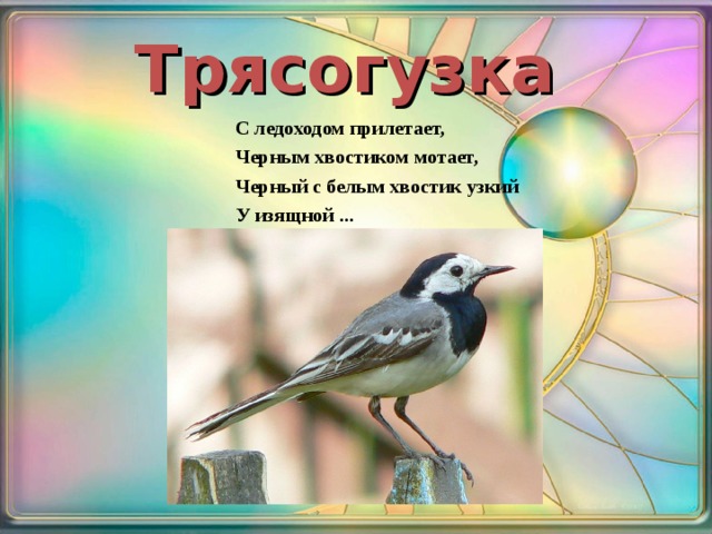 Трясогузка  С ледоходом прилетает, Черным хвостиком мотает, Черный с белым хвостик узкий У изящной ... 