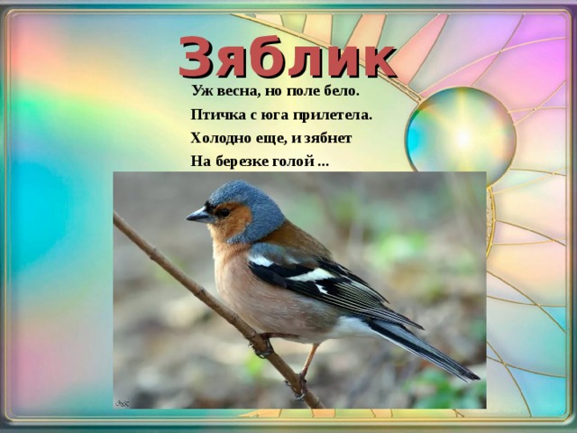 Зяблик Уж весна, но поле бело. Птичка с юга прилетела. Холодно еще, и зябнет На березке голой ... 