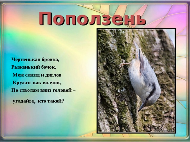 Поползень Черненькая бровка, Рыженький бочок,  Меж синиц и дятлов  Кружит как волчок, По стволам вниз головой –  угадайте , кто такой? 