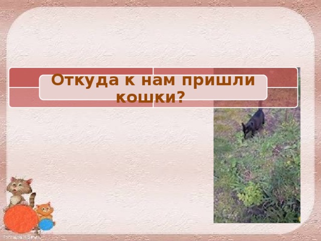 Откуда к нам пришли кошки? 