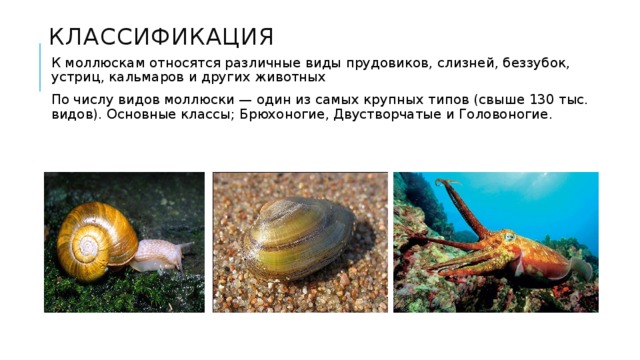 Морским моллюскам относятся