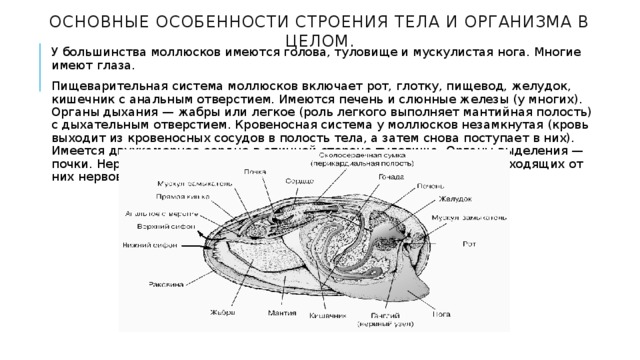 Мидии строение тела фото и описание