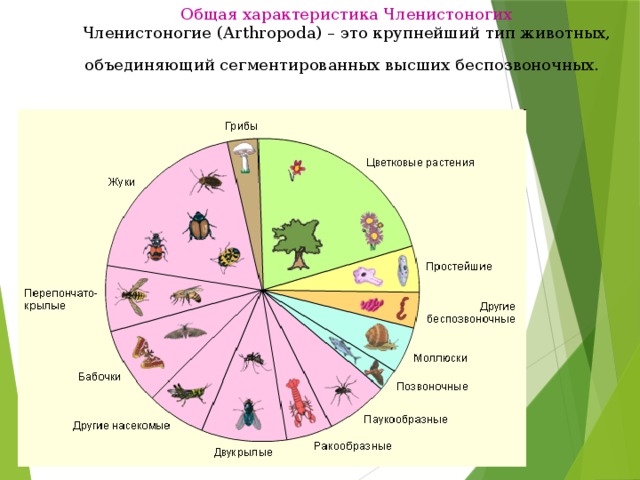 Общая характеристика Членистоногих  Членистоногие (Arthropoda) – это крупнейший тип животных, объединяющий сегментированных высших беспозвоночных.  