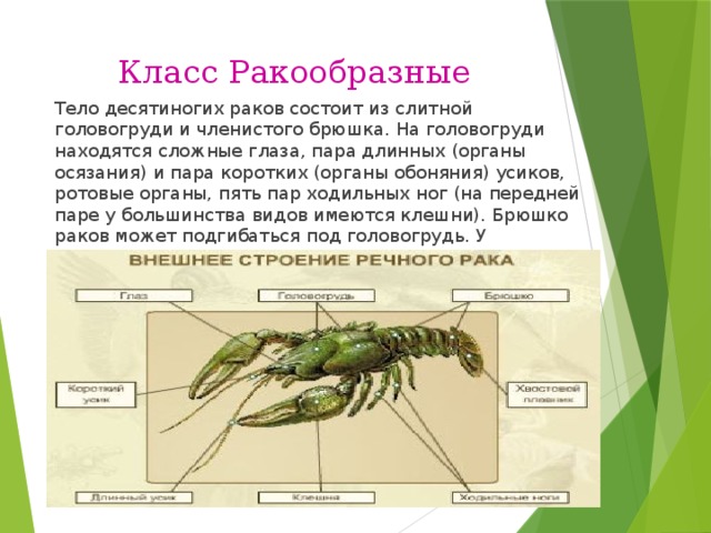 Характеристика класса ракообразные. Тело состоит из головогруди и членистого брюшка. Тело ракообразных состоит из. Ракообразные тело состоит из головогруди и членистого брюшка. Строение головогруди ракообразных.