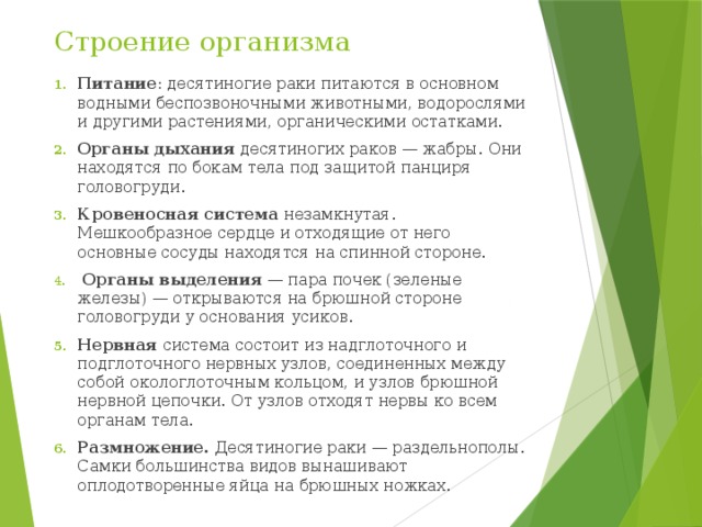 Строение организма Питание : десятиногие раки питаются в основном водными беспозвоночными животными, водорослями и другими растениями, органическими остатками. Органы дыхания десятиногих раков — жабры. Они находятся по бокам тела под защитой панциря головогруди. Кровеносная система незамкнутая. Мешкообразное сердце и отходящие от него основные сосуды находятся на спинной стороне.  Органы выделения — пара почек (зеленые железы) — открываются на брюшной стороне головогруди у основания усиков. Нервная система состоит из надглоточного и подглоточного нервных узлов, соединенных между собой окологлоточным кольцом, и узлов брюшной нервной цепочки. От узлов отходят нервы ко всем органам тела. Размножение. Десятиногие раки — раздельнополы. Самки большинства видов вынашивают оплодотворенные яйца на брюшных ножках. 