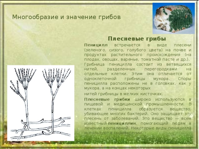 Многообразие и значение грибов Плесневые грибы Пеницилл встречается в виде плесени (зеленого, сизого, голубого цвета) на почве и продуктах растительного происхождения (на плодах, овощах, варенье, томатной пасте и др.). Грибница пеницилла состоит из ветвящихся нитей, разделенных перегородками на отдельные клетки. Этим она отличается от одноклеточной грибницы мукора. Споры пеницилла расположены не в головках, как у мукора, а на концах некоторых нитей грибницы в мелких кисточках. Плесневые грибки широко используются в пищевой и медицинской промышленности. В клетках пеницилла образуется вещество, убивающее многих бактерий. Оно защищает эту плесень от заболеваний. Это вещество — всем известный  пенициллин , помогающий людям в лечении воспалений. Некоторые виды пеницилла используют в сыроварении.  