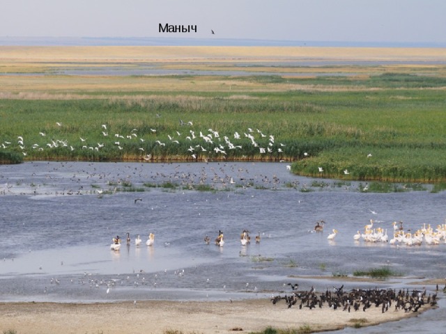 Маныч 