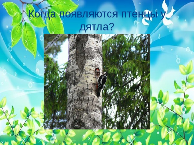 Когда появляются птенцы у дятла? 