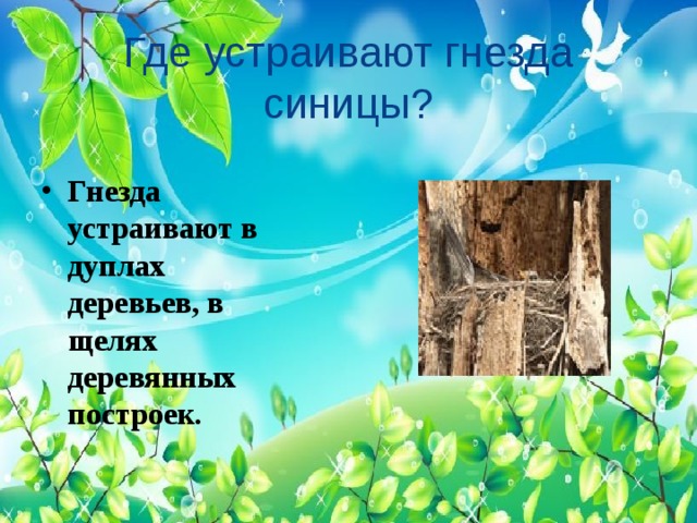 Где устраивают гнезда синицы?  Гнезда устраивают в дуплах деревьев, в щелях деревянных построек. 