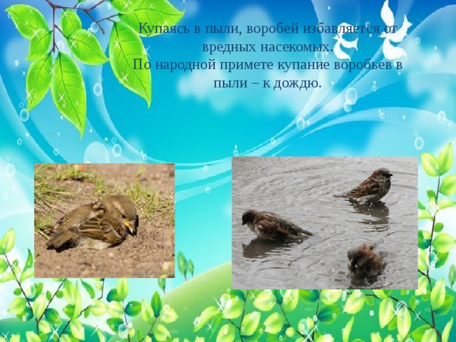 Купаясь в пыли, воробей избавляется от вредных насекомых.  По народной примете купание воробьев в пыли – к дождю. 